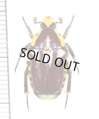 アリノスハナムグリの一種 　Campsiura cognata　♂　 南アフリカ