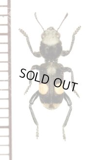 アリバチ擬態のカッコウムシの一種　Cleridae species　メキシコ