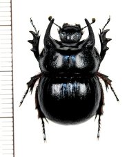 センチコガネの一種　Taurocerastes patagonicus　♂　チリ
