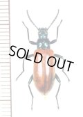 ゴミムシダマシの一種　Tenebrionidae species　♀　パナマ