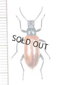 ゴミムシダマシの一種　Tenebrionidae species　♀　パナマ