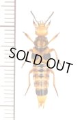 ハネカクシの一種　Staphylinidae species　 ブラジル