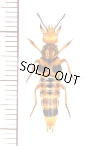 ハネカクシの一種　Staphylinidae species　 ブラジル