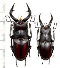 ノコギリクワガタ　2♂♂　61.7mm＆49.7mm　伊豆大島