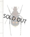 トラハナムグリの一種　Trichiinae species　♂　ベトナム南部