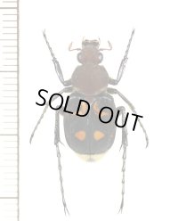 トラハナムグリの一種　Trichiinae species　♂　ベトナム南部