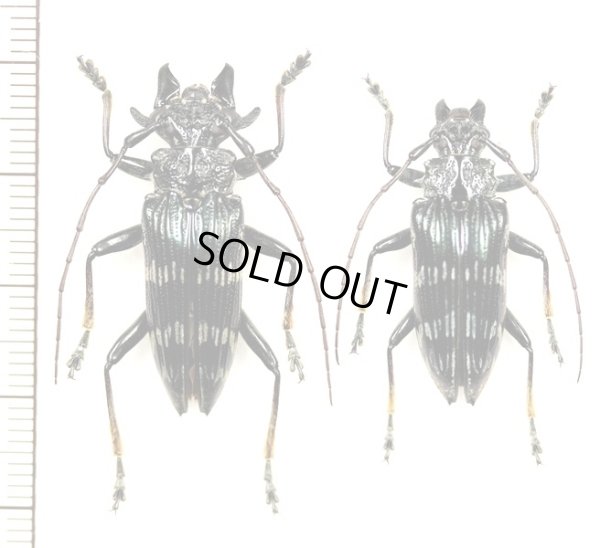 画像1: カミキリムシの一種　Pascoea idae　ペア　インドネシア（セラム島）