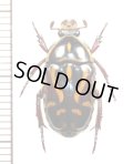 ハナムグリの一種　Eupoecila australasiae　♀　オーストラリア