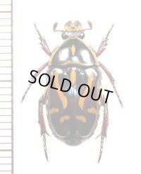 ハナムグリの一種　Eupoecila australasiae　♀　オーストラリア