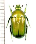 ハナムグリの一種　Hemipharis insularis　♂　オーストラリア