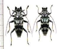 カミキリムシの一種　Pascoea idae　ペア　インドネシア（セラム島）