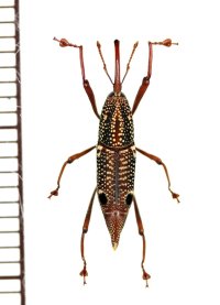 眼状紋を持つオサゾウムシの一種　Rhynchophoridae species　ベトナム中部