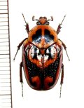 アラメクボミマダラハナムグリ　Charadronota quadrisignata　♂　カメルーン