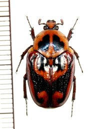 アラメクボミマダラハナムグリ　Charadronota quadrisignata　♂　カメルーン