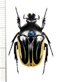 ハナムグリの一種　Trichaulax macleayi　♀　オーストラリア