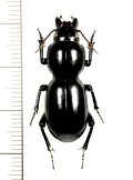 ヒョウタンゴミムシの一種　Scaritinae species　オーストラリア
