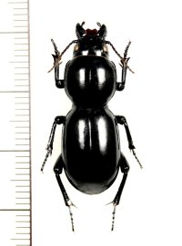 ヒョウタンゴミムシの一種　Scaritinae species　オーストラリア