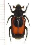 アリノスハナムグリの一種 　Clinterocera jucunda　♂　 ベトナム北東部