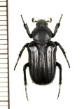 アリノスハナムグリの一種　Coenochilus drescheri　♂　インドネシア（ジャワ島）