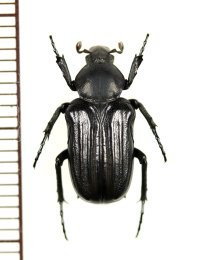 アリノスハナムグリの一種　Coenochilus drescheri　♂　インドネシア（ジャワ島）