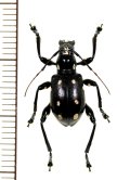 カタゾウカミキリの一種　Doliops duodecimpunctata  ♀  フィリピン(ミンドロ島)