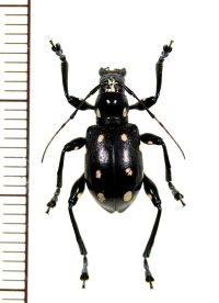 カタゾウカミキリの一種　Doliops duodecimpunctata  ♀  フィリピン(ミンドロ島)