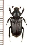 アリノスハナムグリの一種　Coenochilus sumatranus　♀　インドネシア（ボルネオ島）