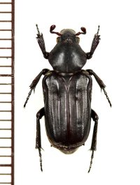 アリノスハナムグリの一種　Coenochilus sumatranus　♀　インドネシア（ボルネオ島）
