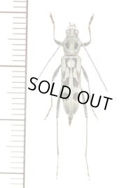 キイロトラカミキリ　白化型　♀　山梨県