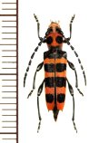 アカジマトラカミキリ　♀　山梨県