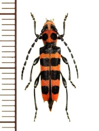 アカジマトラカミキリ　♀　山梨県