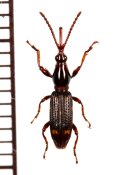 ムツモンミツギリゾウムシ　♀　和歌山県