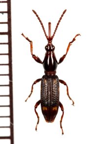 ムツモンミツギリゾウムシ　♀　和歌山県