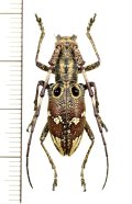 コブヤハズカミキリ族のカミキリムシの一種　Pseudoechthistatus holzschuhi　♀　 ベトナム北東部