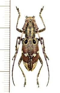 コブヤハズカミキリ族のカミキリムシの一種　Pseudoechthistatus holzschuhi　♀　 ベトナム北東部