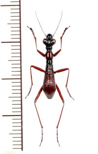 ハネナシハンミョウの一種　Tricondyla species　♂　ベトナム北東部