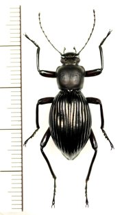 ゴミムシダマシの一種　Morphostenophanes sp.　ベトナム北東部