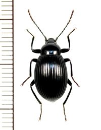 ゴミムシダマシの一種　Tenebrionidae species　ベトナム北西部