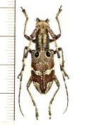 コブヤハズカミキリ族のカミキリムシの一種　Pseudoechthistatus holzschuhi　♀　 ベトナム北東部