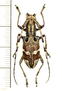 コブヤハズカミキリ族のカミキリムシの一種　Pseudoechthistatus holzschuhi　♀　 ベトナム北東部