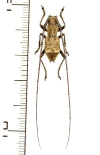 フクチセダカコブヤハズカミキリ　♂　福岡県北九州市菅生の滝