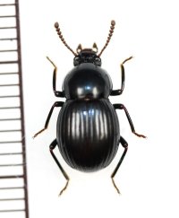ゴミムシダマシの一種　Tenebrionidae species　ベトナム南部