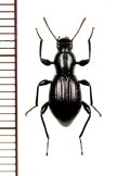イリエヒサゴゴミムシダマシ　1頭　屋久島