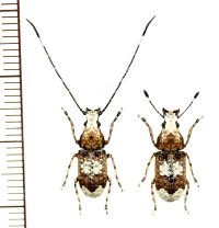 シロヒゲナガゾウムシ　名義タイプ亜種　ペア　種子島