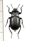 オサムシダマシの一種　Blaps femoralis medusula　♂　 中国（内モンゴル自治区）