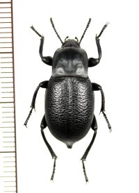オサムシダマシの一種　Blaps femoralis medusula　♂　 中国（内モンゴル自治区）