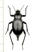 オサムシダマシの一種　Blaps faustii　ウズベキスタン