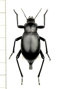 オサムシダマシの一種　Blaps faustii　ウズベキスタン