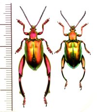 オオモモブトハムシの一種　Sagra laticollis　ペア　インドネシア（ジャワ島）