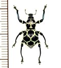 カタゾウムシの一種　Pachyrhynchus cruciatus　フィリピン（ルソン島）